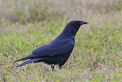 Fish Crow